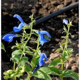 die nr-01.de Ziersalbei Sensation Sky Blue - Salvia nemorosa