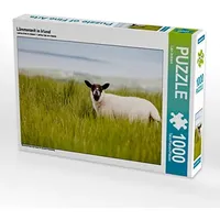 Calvendo Lämmerzeit in Irland 1000 Teile Puzzle quer |