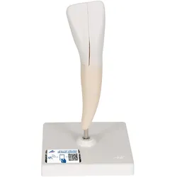 Zahn Modell Unterer Schneidezahn, 2-teilig - 3B Smart Anatomy