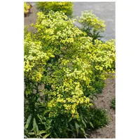 Pflanzen Für Dich Solidago virgaurea ssp. virgaurea, Goldrute, ca.