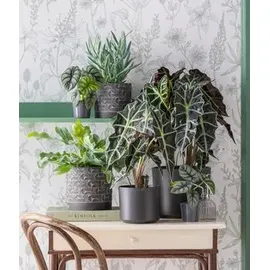 Dehner Pfeilblatt Ø Alocasia amazonica, Polly, Dunkelgrün