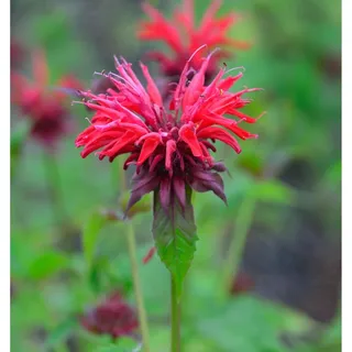 die nr-01.de Indianernessel Gardenview Scarlett - Monarda fistulosa
