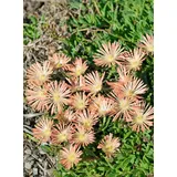 PlantaPro Delosperma sutherlandii 'Peach Star' 9x9 cm Topf – Winterhart, Mehrjährig, Pflegeleicht – Mittagsblume – Bodendecker für Steingarten & Beet