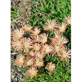 PlantaPro Delosperma sutherlandii 'Peach Star' 9x9 cm Topf – Winterhart, Mehrjährig, Pflegeleicht – Mittagsblume – Bodendecker für Steingarten & Beet