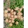 PlantaPro Delosperma sutherlandii 'Peach Star' 9x9 cm Topf – Winterhart, Mehrjährig, Pflegeleicht – Mittagsblume – Bodendecker für Steingarten & Beet