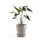 Ecopots Untersetzer Amsterdam Rollen Taupe 28,7 cm x 8,3 cm