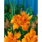 PlantaPro Hemerocallis fulva 'Kwanso' 11x11 cm Topf – Winterhart, Mehrjährig, Pflegeleicht – Taglilie – Staude für Beet & Rabatte