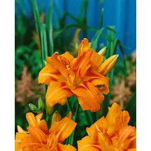 PlantaPro Hemerocallis fulva 'Kwanso' 11x11 cm Topf – Winterhart, Mehrjährig, Pflegeleicht – Taglilie – Staude für Beet & Rabatte