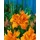 PlantaPro Hemerocallis fulva 'Kwanso' 11x11 cm Topf – Winterhart, Mehrjährig, Pflegeleicht – Taglilie – Staude für Beet & Rabatte