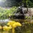 esotec Wasserspeier Frosch