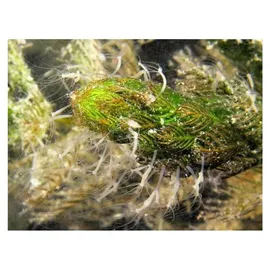 Femanga Aquarium-Wasserpflanzendünger Wurzel Aktiv 250 ml