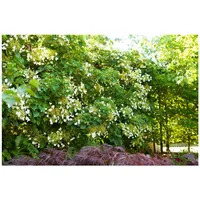 Pflanzen Für Dich Hydrangea petiolaris, Kletterhortensie, weiß, 100–125 cm