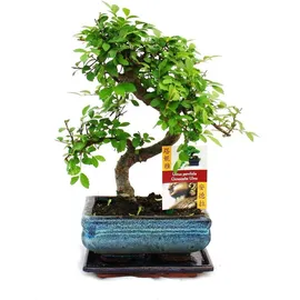 EXOTENHERZ Bonsai Chinesische Ulme Ulmus parviflora ca. 6 Jahre