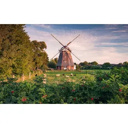 Vliestapete KOMAR "Digitaldruck Vlies - Tage wie Diese - Größe 450 x 280 cm", bunt, B:450m L:280m, Vlies, Tapeten, Wohnzimmer, Schlafzimmer