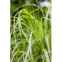 Pflanzen Für Dich Calamagrostis brachytricha, Diamantgras, 3-5 Liter Container