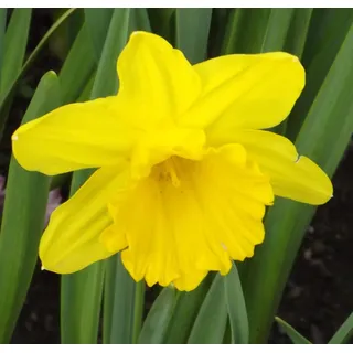 Narzissenzwiebeln : Narcissus Narzissen Osterglocken Narzisse " Kerensa " 5 Blumenzwiebeln