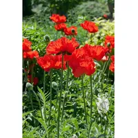 Pflanzen Für Dich Papaver orientale 'Rembrandt', Türkischer Mohn, rot,