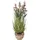 Homescapes KUNSTPFLANZE Lavendel rosa 66 cm