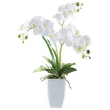 Creativ green Phalaenopsis in Keramikvase 67 cm,