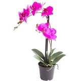 künstliche Orchidee Bora (Orchideen Pflanze/Phalaenopsis) im schwarzen Kunststofftopf mit Rispen, Blättern und Luftwurzeln "real touch" (fuchsia, ca. 50 cm / 2 Rispen)