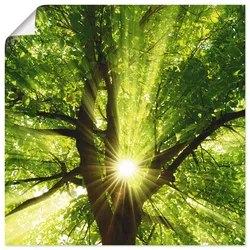 Wandbild ARTLAND "Sonne strahlt explosiv durch den Baum", grün (farbe bild(er): grün), B:50cm H:50cm T:0,1cm, Papier, Bilder, als Leinwandbild, Poster, Wandaufkleber in verschied. Größen