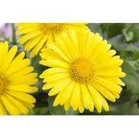 Pflanzen Für Dich Doronicum orientale 'Leonardo Compact', Gemswurz, gelb,