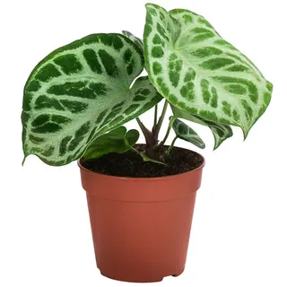 Dehner Herzblattblume, Anthurium crystallinum Silver Blush, Grün, Silber