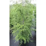 Baumschule Pflanzenvielfalt Tsuga canadensis - Kanadische Hemlocktanne Größe 80-100 cm