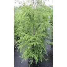 Baumschule Pflanzenvielfalt Tsuga canadensis - Kanadische Hemlocktanne Größe 80-100 cm