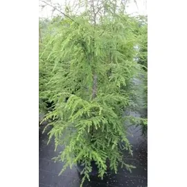 Baumschule Pflanzenvielfalt Tsuga canadensis - Kanadische Hemlocktanne Größe 80-100 cm
