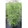 Baumschule Pflanzenvielfalt Tsuga canadensis - Kanadische Hemlocktanne Größe 80-100 cm