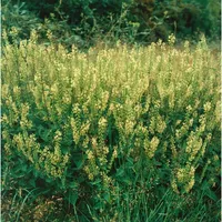 Pflanzen Für Dich Teucrium scorodonia, Edel-Gamander, ca. 9x9 cm