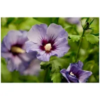 Pflanzen Für Dich Hibiscus syriacus 'Marina', 80-100 cm