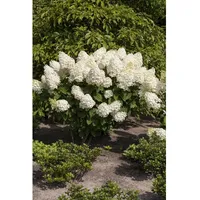 Pflanzen Für Dich Hydrangea paniculata 'Silver Dollar', 60–80 cm