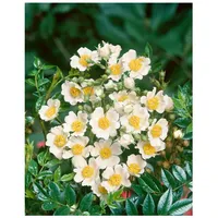 Pflanzen Für Dich Rosa arvensis, Feldrose, weiß, 40–60 cm