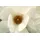 Queence Wandsticker QUEENCE "White Love", weiß, B:90cm H:60cm T:0,1cm, Folie, Wandtattoos, Selbstklebend, kinderleichte Anbringung
