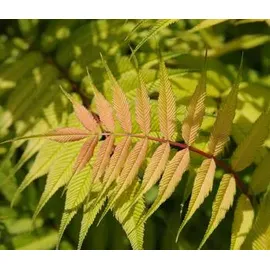 Dehner Sibirische Fiederspiere Sem, Hellgrün