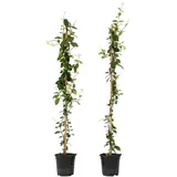 Plant in a Box - Sternjasmin - 2 Stk - Trachelospermum jasminoides - Höhe 110-120cm - Topf 17cm