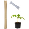 Pflanzstäbe Bambus, 50er Set, HxD: 60 cm, Rankhilfe für Pflanzen, Bambusstäbe mit Bindedraht, Natur