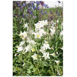 Aquilegia vulgaris 'Winky Weiß-Weiß', Akelei, weiß, ca. 9x9 cm Topf