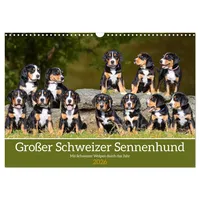 Calvendo Großer Schweizer Sennenhund - Mit Schweizer Welpen durch