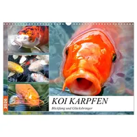 Calvendo Koi Karpfen. Blickfang und Glücksbringer (Wandkalender 2026 DIN