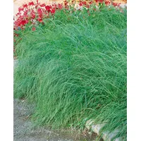 Pflanzen Für Dich Eragrostis curvula, Liebesgras, ca. 9x9 cm