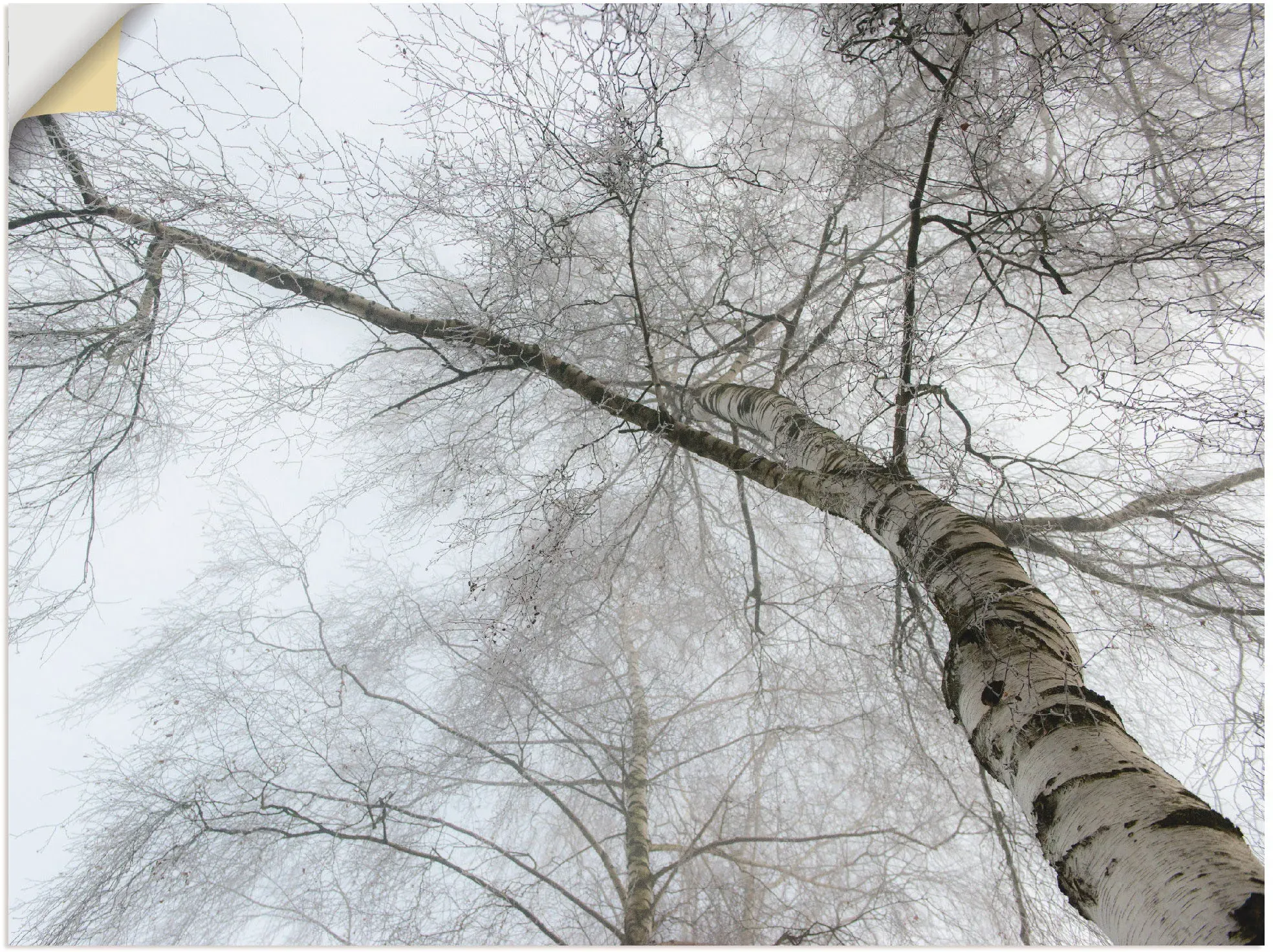 Wandbild ARTLAND "Winter Birke" Bilder Gr. B/H: 120cm x 90cm, Wandaufkleber - Vinyl Bäume Querformat,, grau als Leinwandbild, Wandaufkleber in verschied. Größen