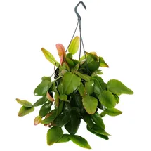 EXOTENHERZ Urban Jungle Elegance Moderne Kakteen-Ampel mit toller Blattstruktur Rhipsalis pachyptera rubra 15cm