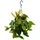 EXOTENHERZ Urban Jungle Elegance Moderne Kakteen-Ampel mit toller Blattstruktur Rhipsalis pachyptera rubra 15cm