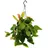 EXOTENHERZ Urban Jungle Elegance Moderne Kakteen-Ampel mit toller Blattstruktur Rhipsalis pachyptera rubra 15cm