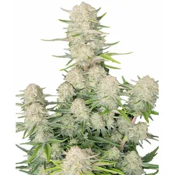 Apricot Auto | Autoflowering Hanfsamen von Fast Buds | 3 Hanfsamen