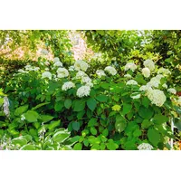 Pflanzen Für Dich Hydrangea arborescens 'Grandiflora', Schneeballhortensie, weiß, 60–100