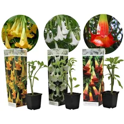 Plant in a Box - Engelstrompete - 3 Stk - Brugmansia - Höhe 25-40cm - Topf 9cm